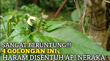 Subhanallah!! Ini 4 Golongan Manusia yang Haram Disentuh Api Neraka