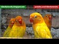 2 hours lovebird sounds aviary series v4  high quality audio live recording