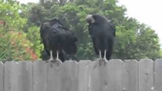 Them Crooked Vultures in my Back Yard