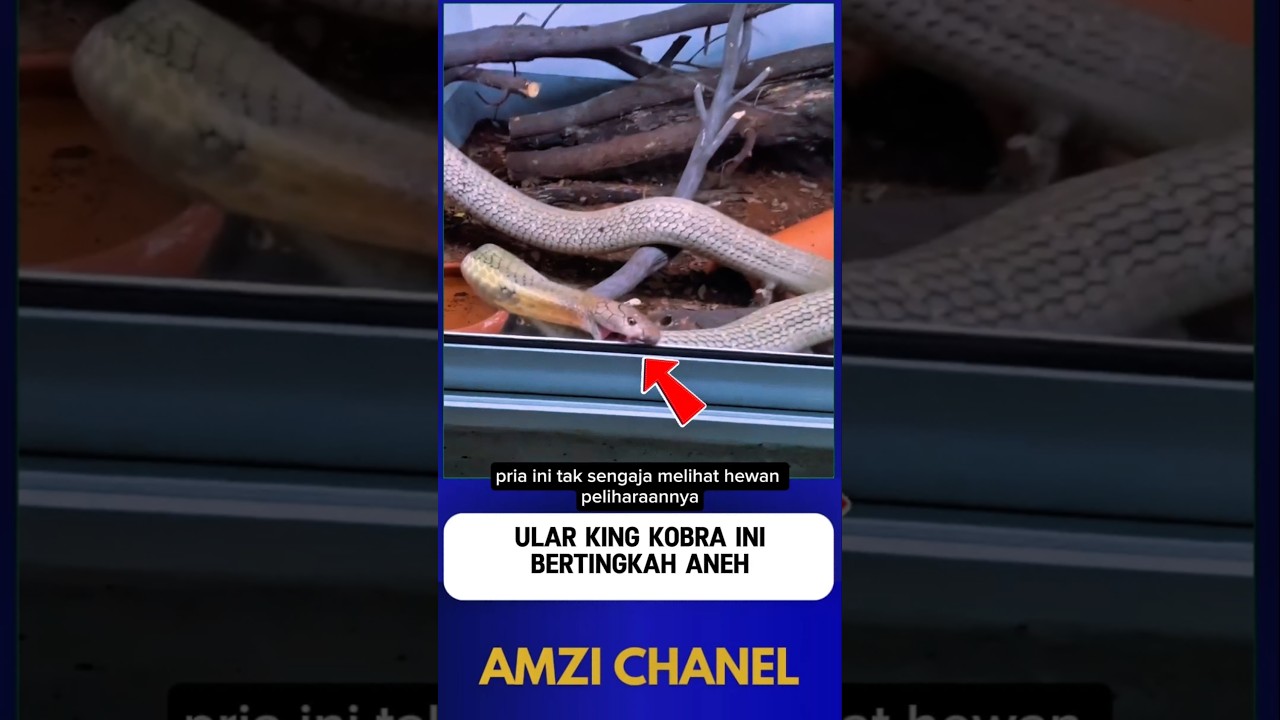 ULAR KING KOBRA BERTINGKAH ANEH
