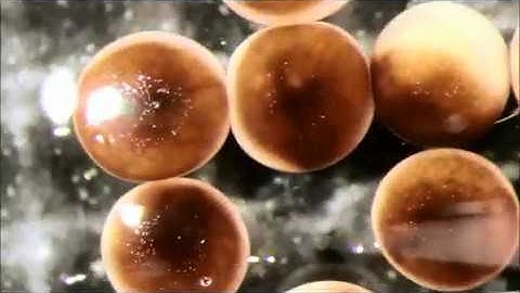 Time-Lapse Recording of Building Living Robots