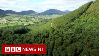Mourne Park ancient woodland to open to public