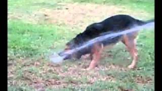 Dog Fights Water Hose to the Death!