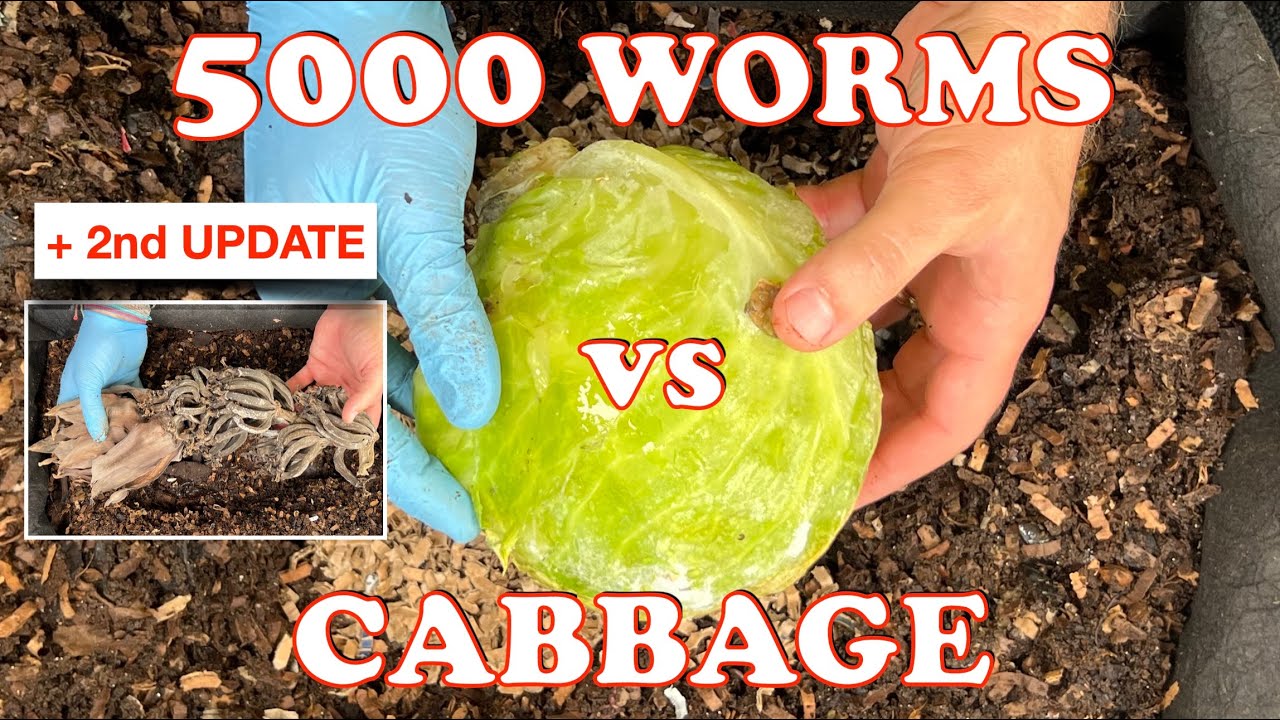 Worm Bin Experiment 5000 Red Wigglers vs Frozen Head Of Cabbage Day 1