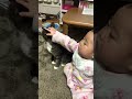 【赤ちゃんと猫】赤ちゃんに黙って触らせてあげるサンタお兄さん🐈11歳♂ ※1年半前の掘り出し映像です😌