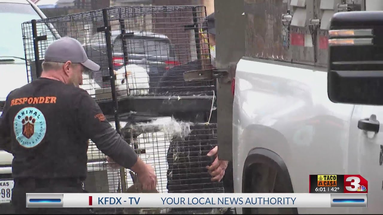 More than 300 animals seized from local pet store - YouTube