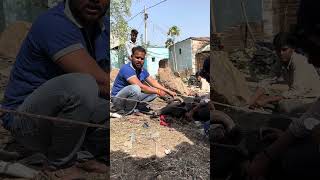 नंदी बाबा किसी ने बहुत बुरी तरह से रस्सी बाध दी थी तो नंदी बाबा बहुत घाव हो गया था #tranding #cow