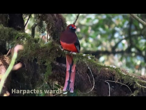 Video Nuốc đuôi hồng - Loài chim rất nguy cấp trong Sách đỏ... - YouTube