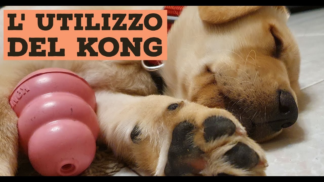 COME USARE IL KONG | TENERO CUCCIOLO DI LABRADOR DI 65 giorni Gioca con il KONG