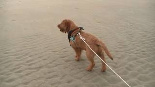 Basset Fauve de Bretagne wandeling in Renesse 2017