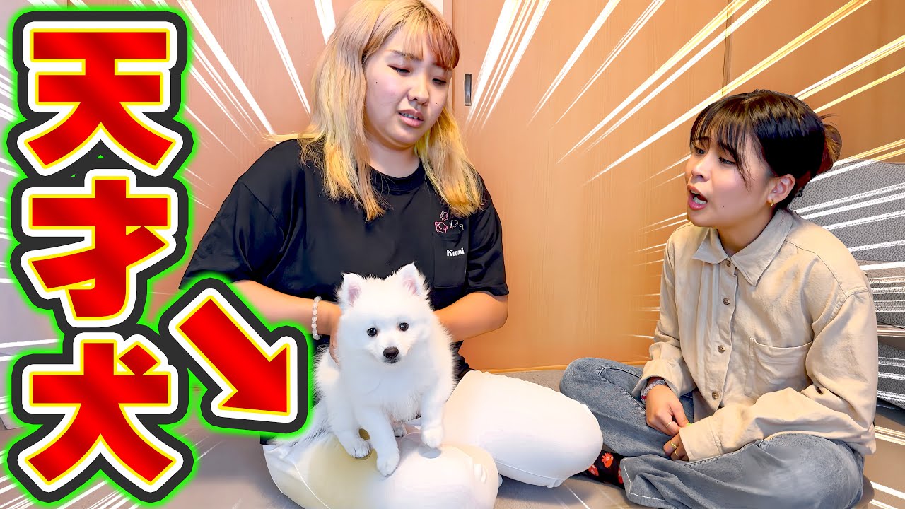 新メンバーが妹にオシッコをかけてくれました【ありがとう】