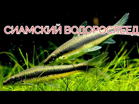 СИАМСКИЙ ВОДОРОСЛЕЕД. УХОД, СОДЕРЖАНИЕ И КОРМЛЕНИЕ.