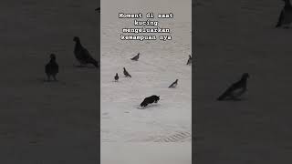 kucing menangkap burung #catsfunnyvideos #pecintakucinglucu #cat https://s.shopee.co.id/8Uvq54U7mM