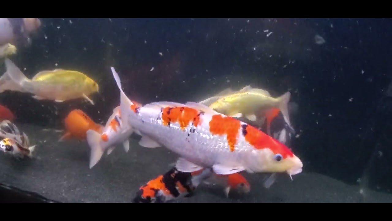 Feeding Indoor Aquarium Koi Fish YouTube