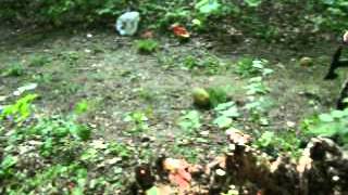 cold steel trench hawk test