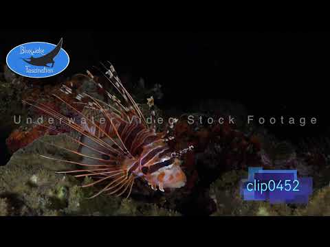 0452_Lionfish at night. 4K Underwater Royalty Free Stock Footage.