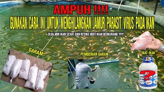 Cara Menakar Red Bluedox Untuk Kolam (Obat Ampuh Mengatasi Penyakit Dan Kematian Ikan Nila) Cara Menakar Red Bluedox Untuk Kolam (Obat Ampuh Mengatasi Penyakit Dan Kematian Ikan Nila)