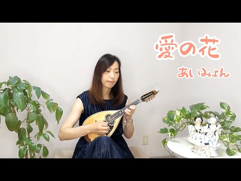 『愛の花／あいみょん』をマンドリンで弾いてみた　NHK連続テレビ小説『らんまん』主題歌　Mandolin cover
