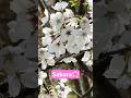 Cherry Blossom 🌸 #japan #spring time #sakura #awesome #springseason #no_copyright_hasi_sound