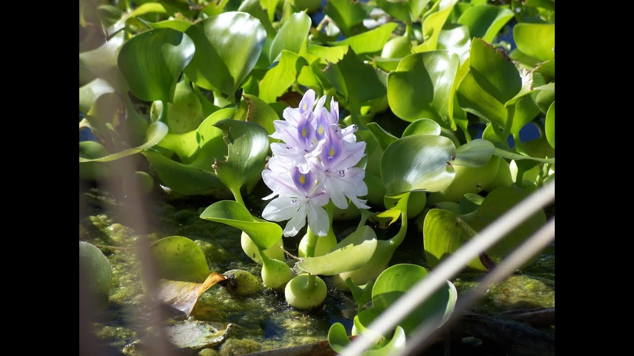 Pontederia crassipes