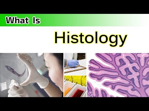 What is Histology ? ( Clear & Complete Overview )