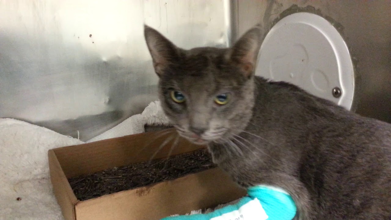 adopt cats long island Chewy 61926 - Handsome love with injury needs care! NYCACC