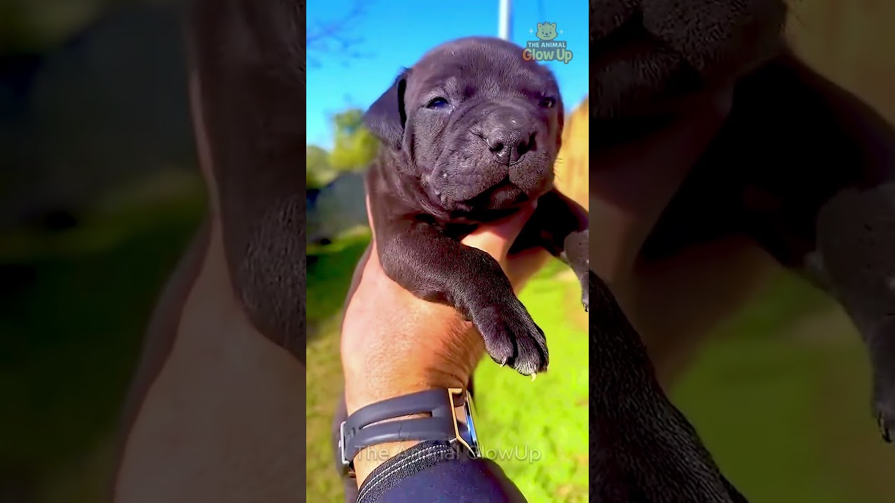 Before & After Animals Growing Up. Amazing Animal Transformation  