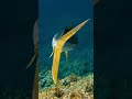 魚と一緒に潜ってリリースしたらどうなる？