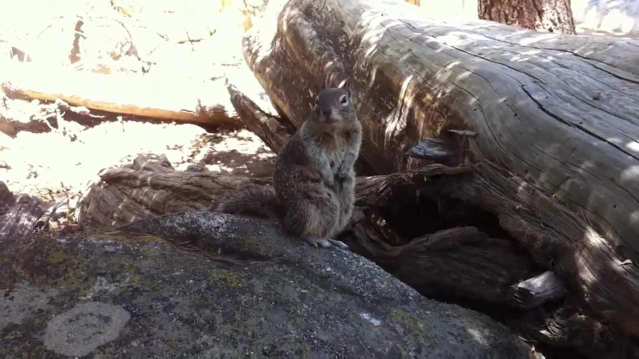 Squirrel with Hiccups YouTube