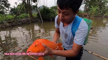 Kích Được Cặp Cá Chép Koi Khổng Lồ 3kg Trị Giá 100 Triệu | Thú Vui 3 Miền