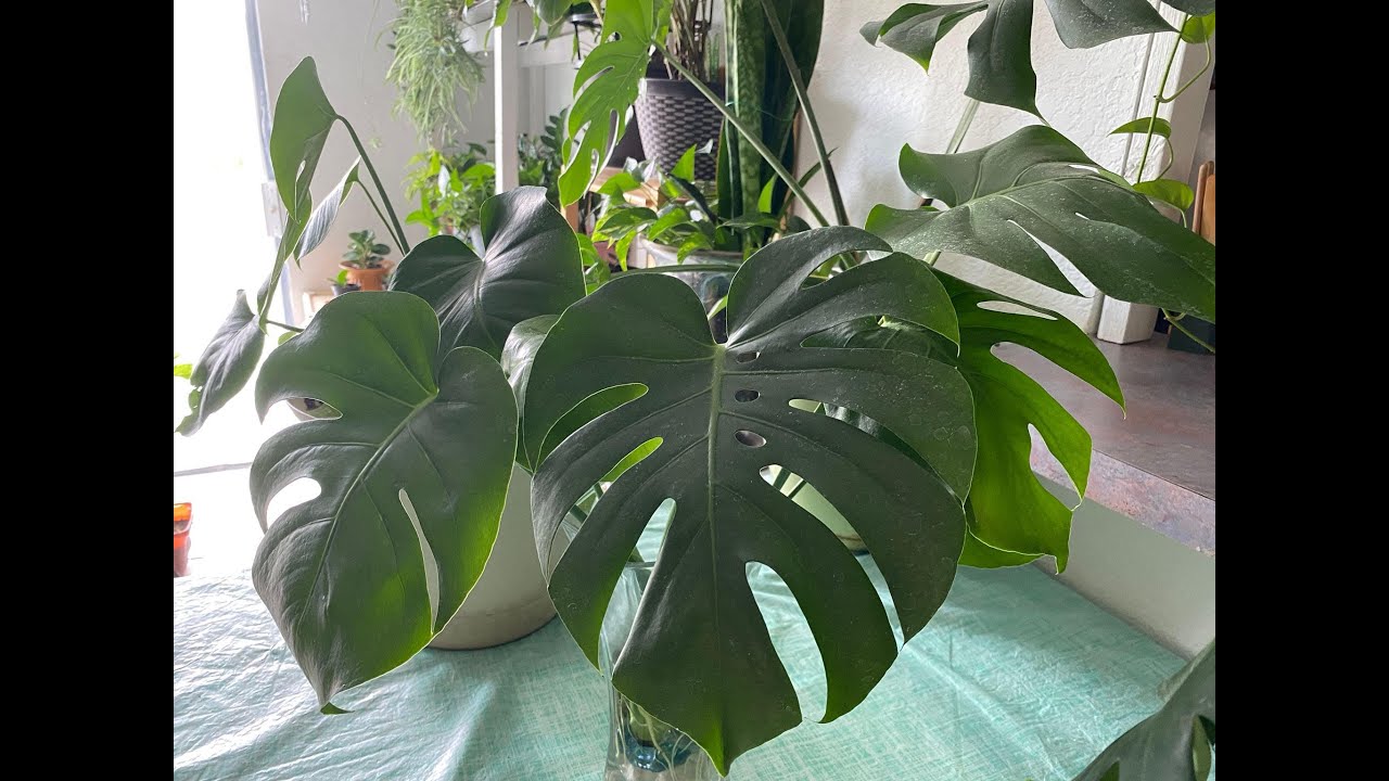 طريقة اكثار نبات القفص الصدري المونستيرا  من نبته وآحده عندي عدة نباتات