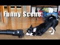 【チワワ】面白シーン集/Funny Scene