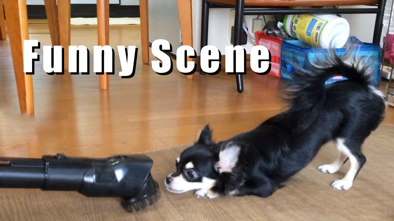 【チワワ】面白シーン集/Funny Scene