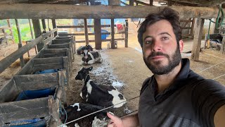 Mudamos o bezerreiro das bezerras de inseminação / Chegou uma caixa misteriosa ...
