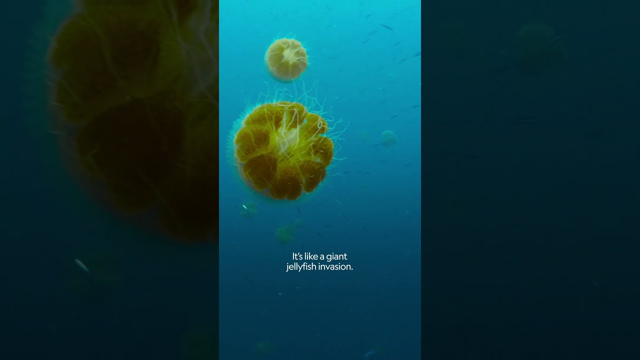 Film backdrop image for Jellyfish invasion! (2023)