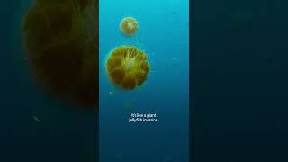 Jellyfish invasion!