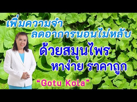 เพิ่มความจำ ลดอาการนอนไม่หลับ ด้วยสมุนไพร หาง่าย ราคาถูก | Gotu Kola | พี่ปลา Healthy Fish