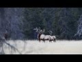 Bull Elk shedding an antler