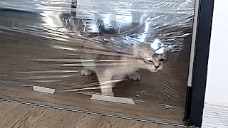 Kitten wants to pass invisible wall by Kitticanal 272 views 2 years ago 2 minutes, 46 seconds