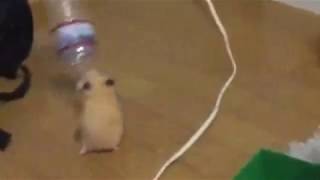 Hammie boye looped version