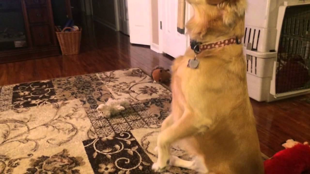 Dog plays dead YouTube