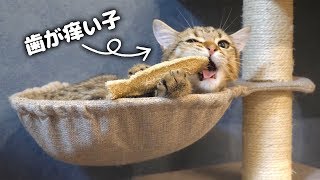 ヘチマのおもちゃに歯のむず痒さをぶつける子猫！【歯の生え変わりの時期】