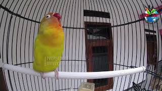 PANCINGAN LOVEBIRD NGEKEK TERBARU 2021 LANGSUNG NYAUT 100 % !!!