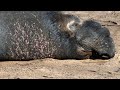 Animal Behavior and Maternal Protection