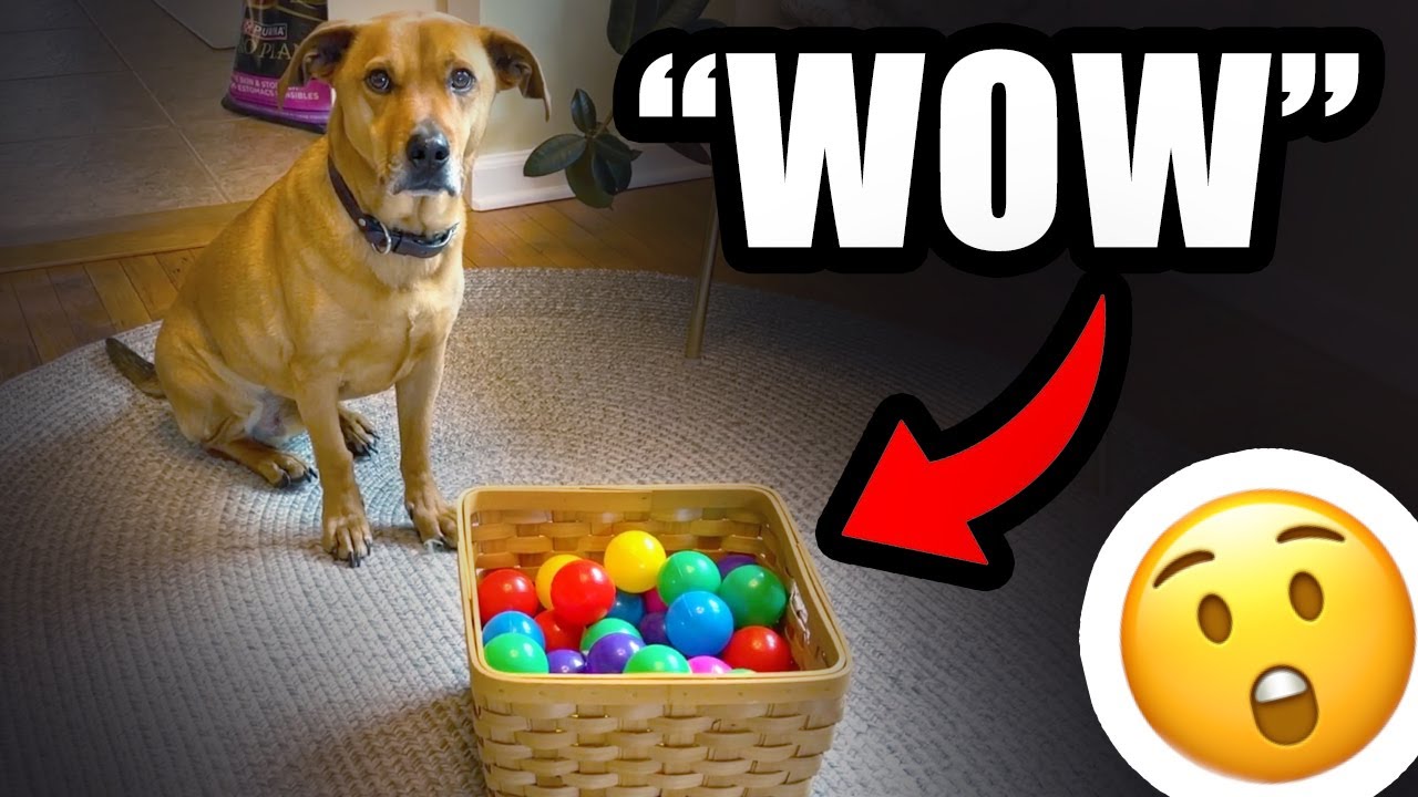 Are These The Best Ball Pit Balls On Amazon? My DOG Does A Quick & Honest Review...