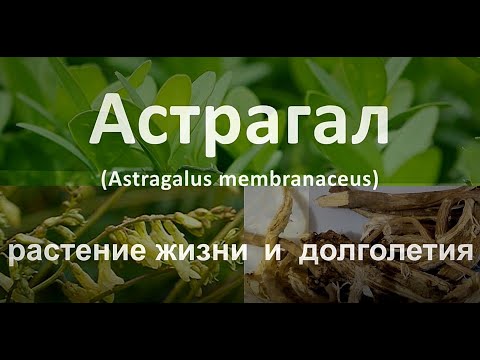 Астрагал - растение жизни и долголетия