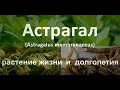 Астрагал - растение жизни и долголетия