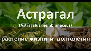 Астрагал - растение жизни и долголетия