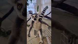 Adorable Lemur on Quarantine 🦧 | New Zoo Resident! Exploring Like a Pro – Lemur Style