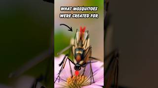 Why Did God Create Mosquitoes